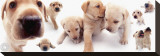 Buy Labrador at AllPosters.com