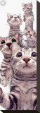Buy American Shorthair at AllPosters.com