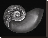 Nautilus in Black and White
