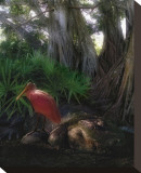 Spoonbill Plight