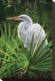 Palmetto Egret