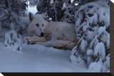 Snowy Wolf