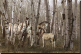 Birchwood Family