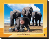 Buy Elephant at AllPosters.com