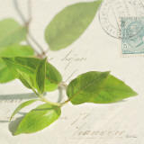 Buy Vine Leaf at AllPosters.com