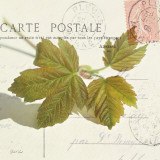 Buy Maple Leaf at AllPosters.com