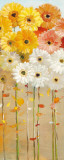 Buy Daisies Fall I at AllPosters.com