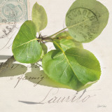 Buy Apple Leaf at AllPosters.com