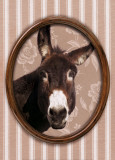 Portrait d'âne