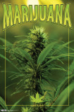 Buy Marijuana - Scratch N' Sniff at AllPosters.com