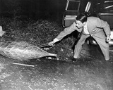 Invasion of the Body Snatchers