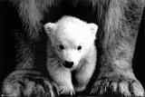 Buy Polar Bears at AllPosters.com