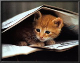 Buy Smart Cat at AllPosters.com