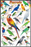 Parrots