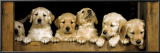 Golden Retrievers Puppies