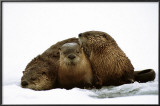 River Otters