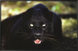 Black Panther Close Up