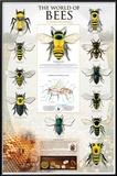 The World Of Bees