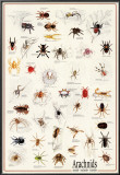 Arachnids