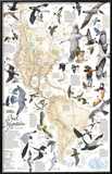 Buy Bird Migration Map, Western Hemisphere at AllPosters.com