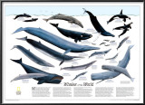 Whales of The World Map