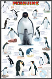 Penguins Chart