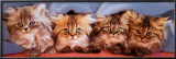Cats under Blanket