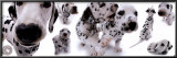 Dalmatians