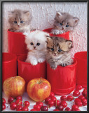 Cherry Cats