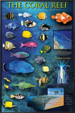 Buy The Coral Reef at AllPosters.com
