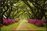 Beautiful Pathway Lined with Trees and Purple Azaleas