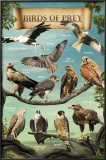 Birds of Prey