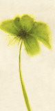 Floral Burst VII