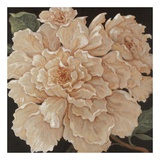 Ivory Peonies