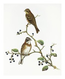 Emberiza Rustica