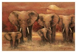 Bull Elephants