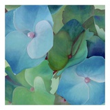 Hydrangeas