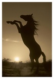 Buy Rearing Horse Silhouette at AllPosters.com