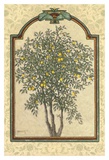 Classical Lemon