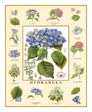 Buy Bontanica Hydrangea at AllPosters.com