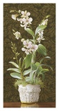 Buy Orchid Dendrobium at AllPosters.com