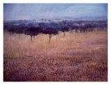 Old Olive Orchard