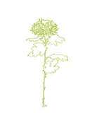 Buy A Chrysanthemum II at AllPosters.com
