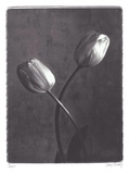 Buy Criss Crossed Tulips at AllPosters.com