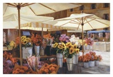 Campode Fiori