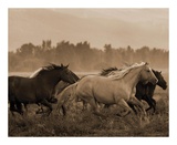 Buy Morning Run Black at AllPosters.com