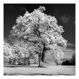 Buy Majestic at AllPosters.com