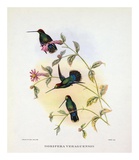 Dorifera Veraguensis