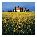 Sunflowers Field