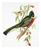 Buy Trogon Ambiguus at AllPosters.com